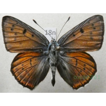 Lycaena alciphron (Rottemburg, 1775) male Czerwończyk zamgleniec Poland18n